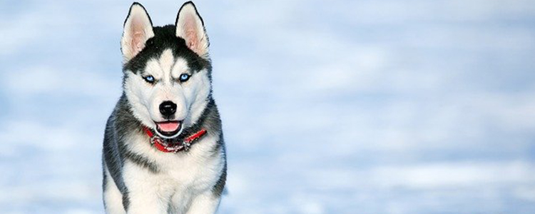 西伯利亚雪橇犬属于什么犬