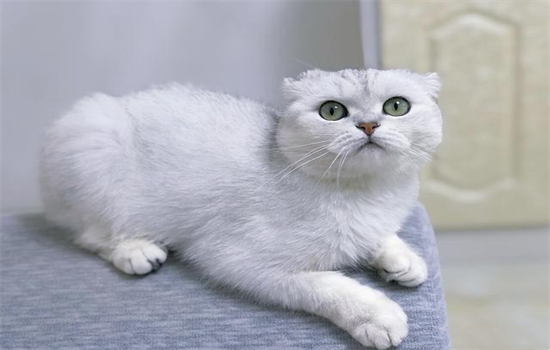 纯白高地猫是什么品种