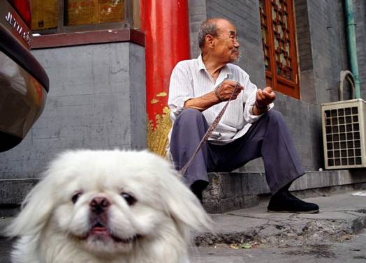 重阳节：送老人一只宠物吧~