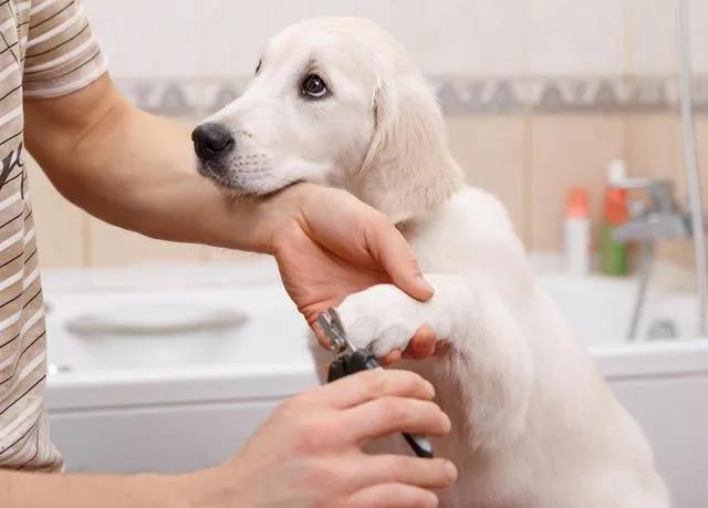 一张图带你了解：狗狗该如何清洁护理？