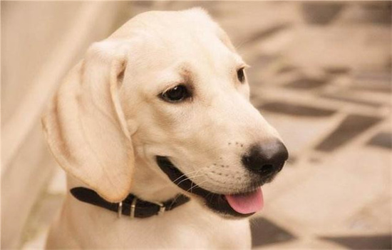 导盲犬一般是什么品种