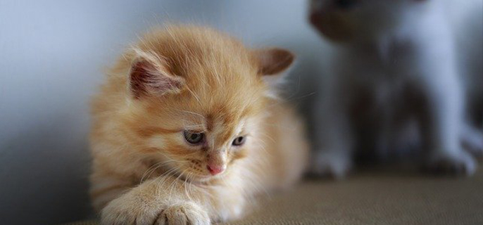 猫睡猫砂盆是什么原因