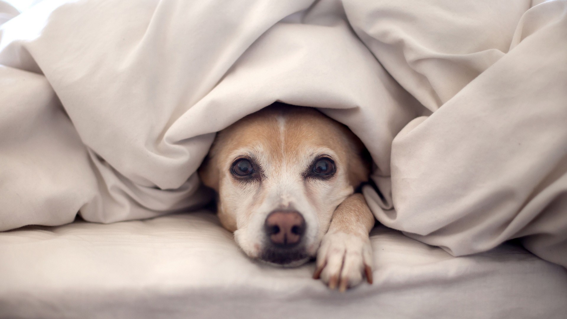最适合暖床的5种狗狗，简直爱不释手！