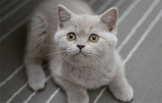 全身是灰色的猫是什么品种