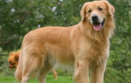 长毛大型犬有哪些品种