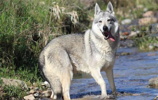 捷克狼犬在中国有卖吗