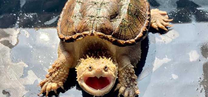 佛鳄龟能长多大