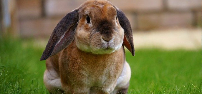 兔子可以吃芹菜叶子吗