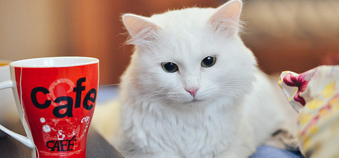 小猫能喝牛奶吗