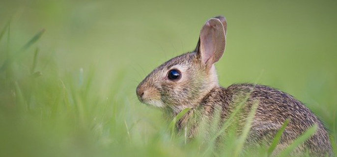 兔子正常的粪便是什么样的