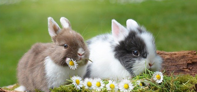 兔子能吃葡萄吗