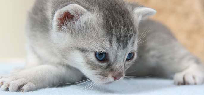 猫咪为什么会出现应激反应症状